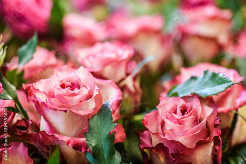 Red or white roses . Spring flowers detail with perfect bokeh.