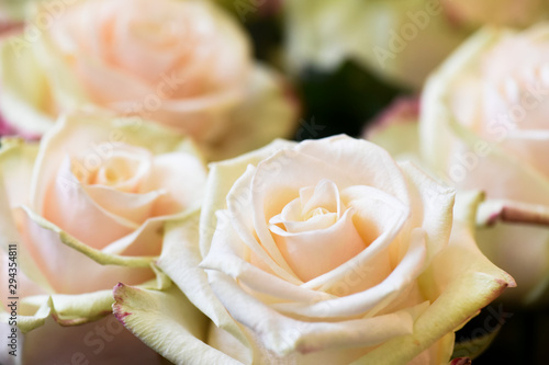 White and litlle pink roses. Flowers with beautiful colorful background.