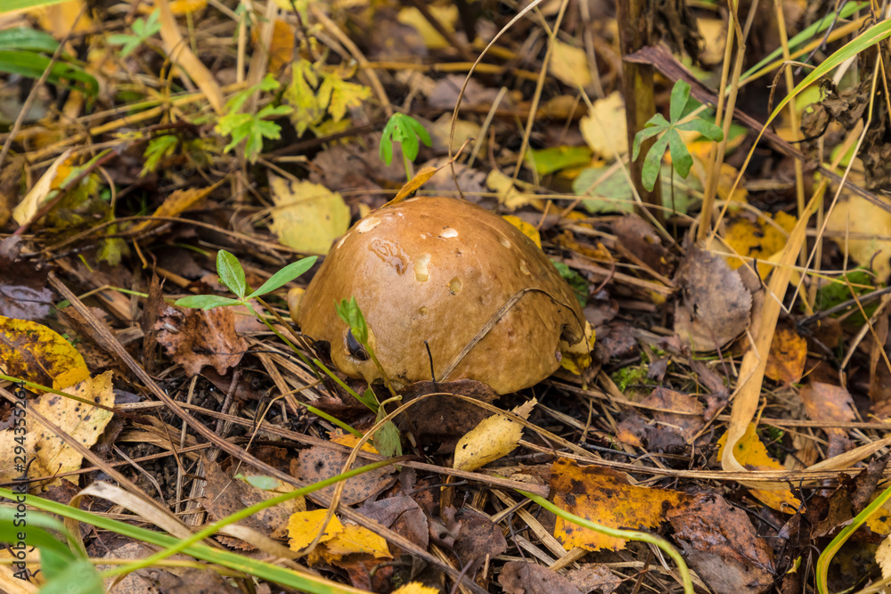 The summer or autumn forest landscape with white or birch mushroom or aspen among grass and fallen leaves The summer or autumn forest landscape with white or birch mushroom or aspen among grass and fallen leaves