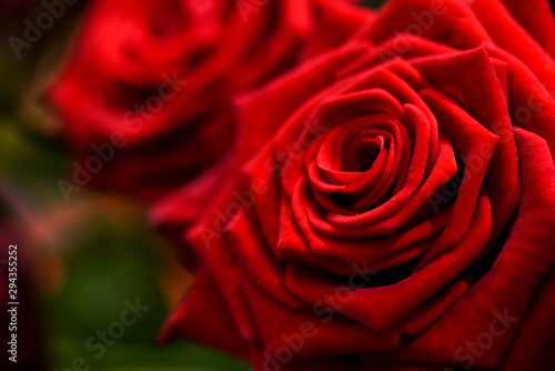 Luxury bouquet of red roses. Beautiful flowers close up.