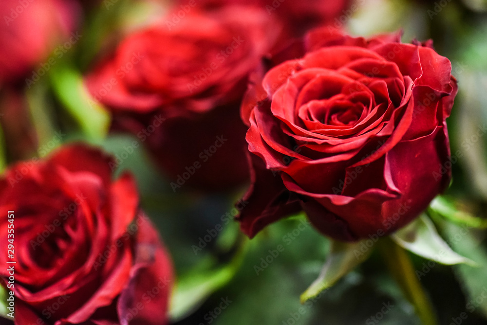 Bouquet of red roses on a colour background. Beautiful flowers bunch.