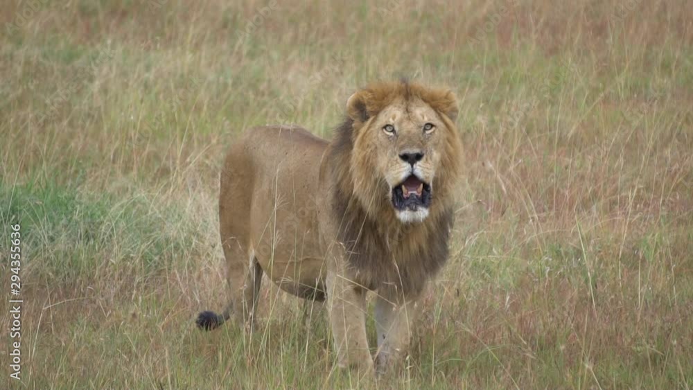 Lion aka Panthera Leo Standing in Meadow of Savanna, 120fps Slow Motion. Tanzania National Park, Wild Animal in Natural Habitat Lion aka Panthera Leo Standing in Meadow of Savanna, 120fps Slow Motion. Tanzania National Park, Wild Animal in Natural Habitat