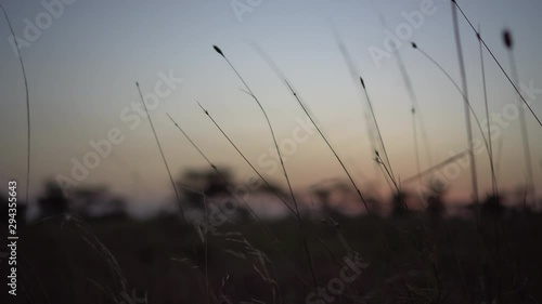 Twilight in African Savanna. Grass and Sunset Sky in Background, Tanzania National Park