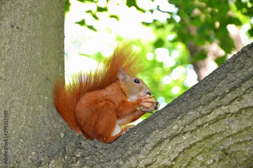 Reddish squirrel  Sciurus vulgaris  eating a walnut. A squirrel sits on an old  big tree trunk with a green background