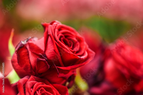 Bouquet of red roses on a colour background. Beautiful flowers bunch.