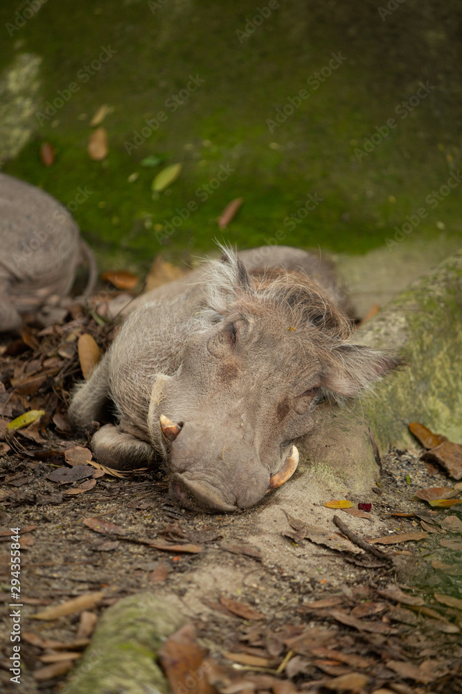 Desert Warthogs asleep Desert Warthogs asleep