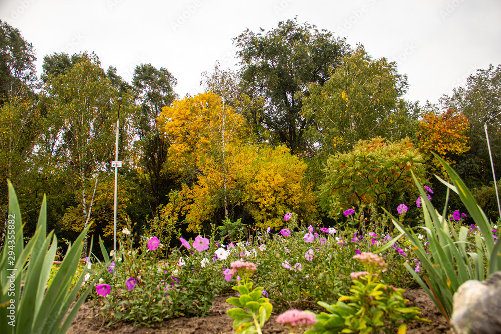 Obraz premium Autumn flower park with vibrant colors