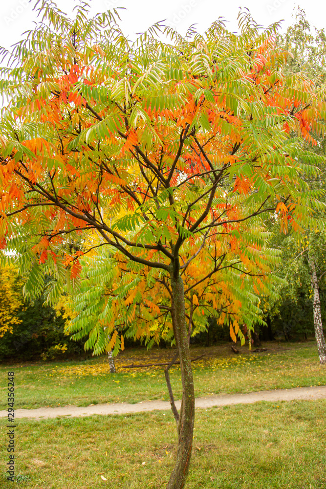 Fototapeta premium Autumn bright color park with trees