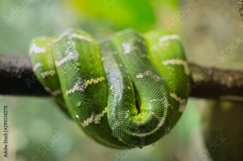 Large Green Tree Python