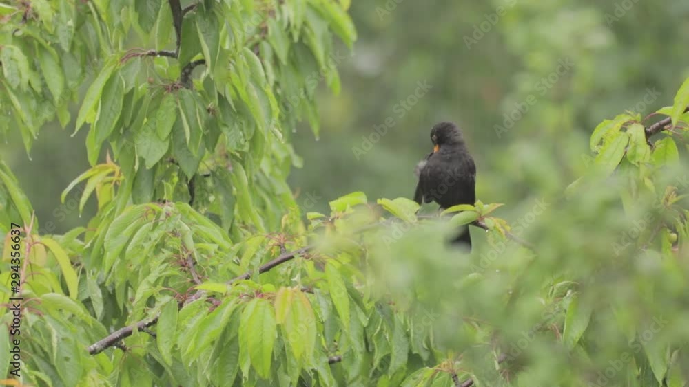 Black Bird Washing In Heavy Rain Perched In Cherry Tree Summer UK Copy Space Cine D Black Bird Washing In Heavy Rain Perched In Cherry Tree Summer UK Copy Space Cine D