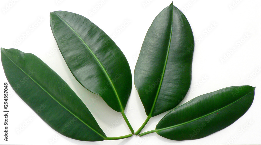 Ficus green leaves on white background