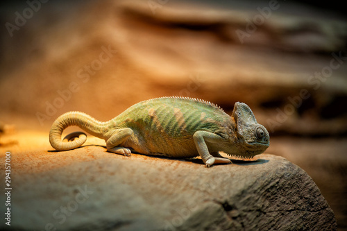 View of Chameleon Lizard photo