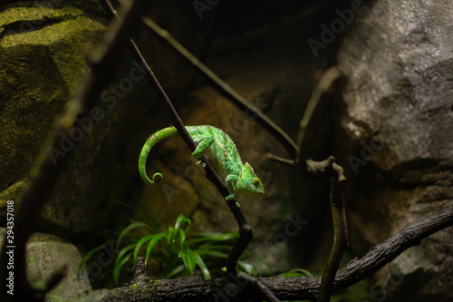 View of Chameleon Lizard
