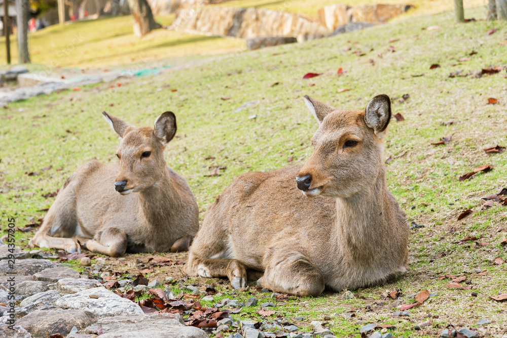 Fototapeta premium Deer in Nara, Japan in autumn season. Deer is cherished as a divine force of God