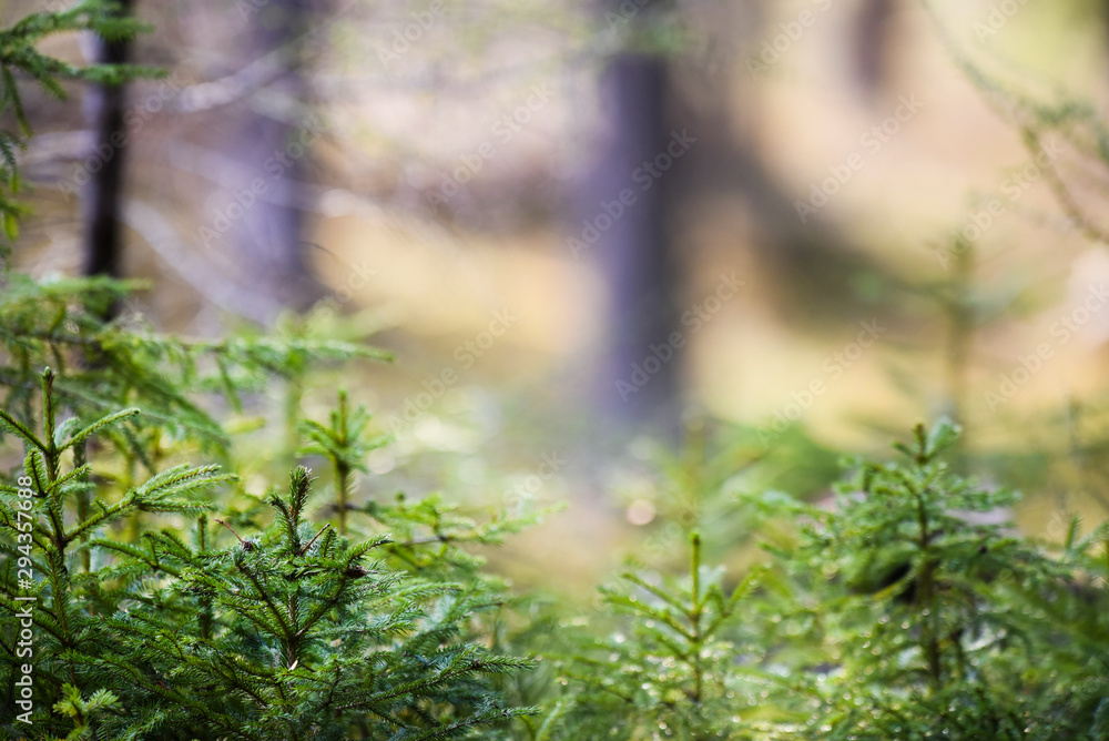 Natural Spruce Trees, Beautiful colorful forest create mystic atmosphere with blur bokeh.