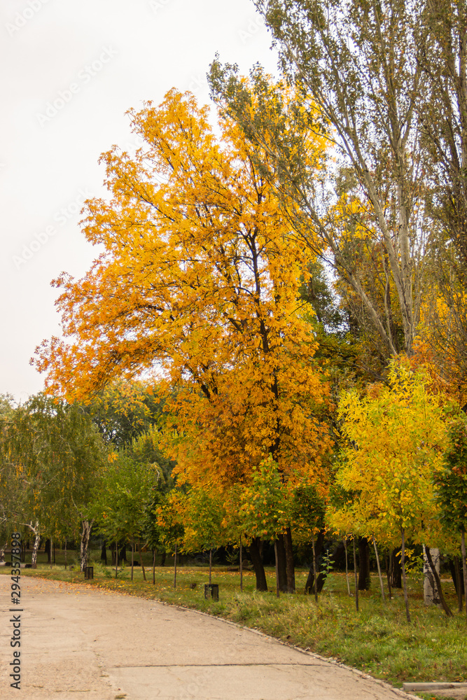 Naklejka premium Autumn bright color park with trees