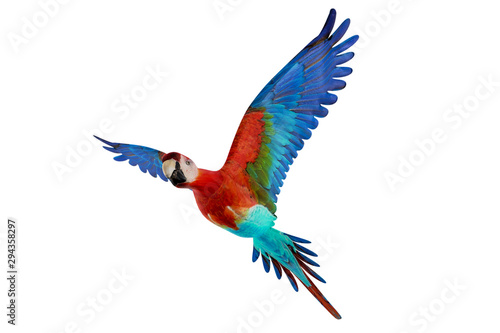 guacamaya isolated on white background © aleciccotelli