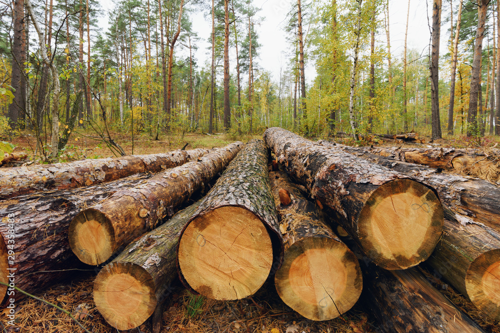 Pile of freshly harvested pine logs in the forest. Forestry logging Pile of freshly harvested pine logs in the forest. Forestry logging