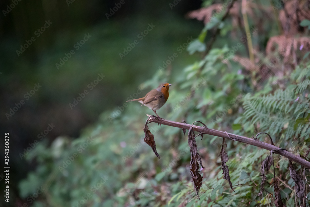 copy space, selective focus, robin, bird, nature, wildlife, animal, red, background, white, wild, cute, orange, tree, feather, green, songbird, season, isolated, beak, redbreast, branch, color, small, copy space, selective focus, robin, bird, nature, wildlife, animal, red, background, white, wild, cute, orange, tree, feather, green, songbird, season, isolated, beak, redbreast, branch, color, small,