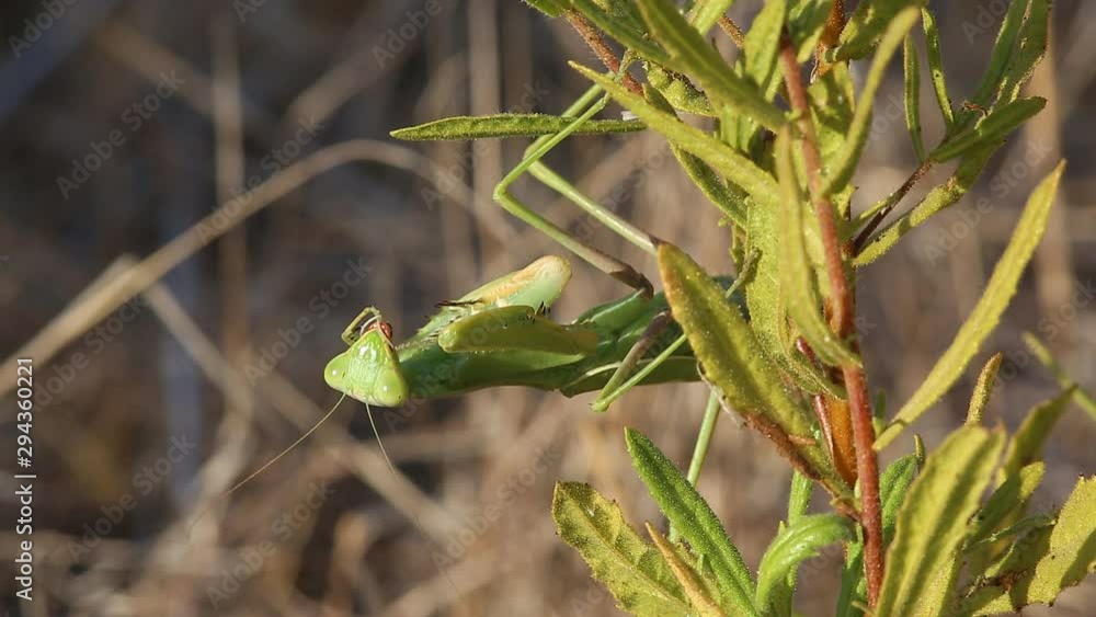 Common Mantis or Santateresa (Mantis religiosa) is sitting on a branch with green leaves and cleans his paw Common Mantis or Santateresa (Mantis religiosa) is sitting on a branch with green leaves and cleans his paw