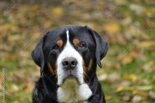 Greater Swiss Mountain Dog in the garden.