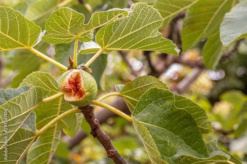 Aufgeplatzte Feige am Baum