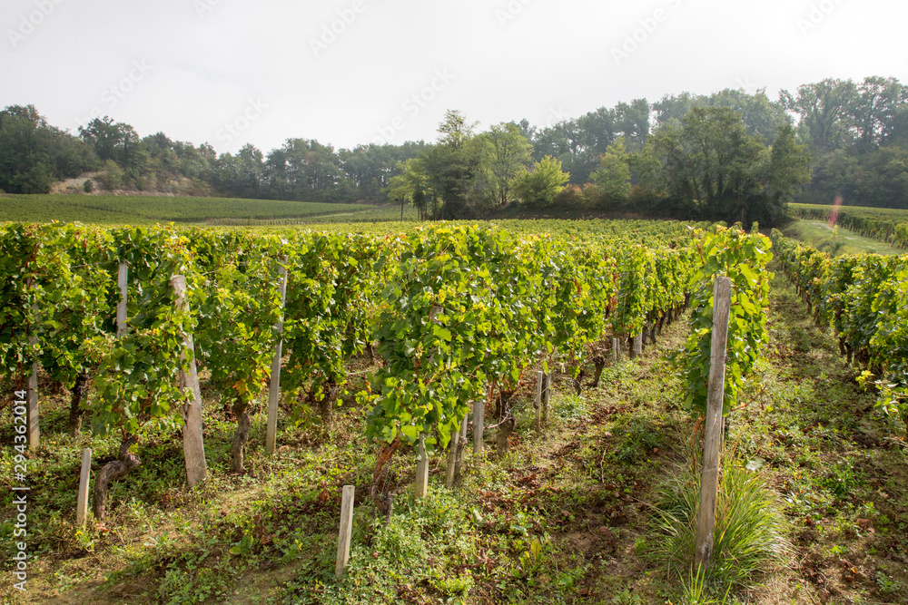 Autumn vineyards with colorful leaves after harvest grapes in Bordeaux