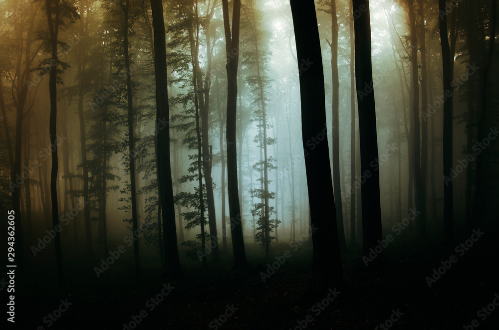 dark mysterious forest landscape, scary halloween background