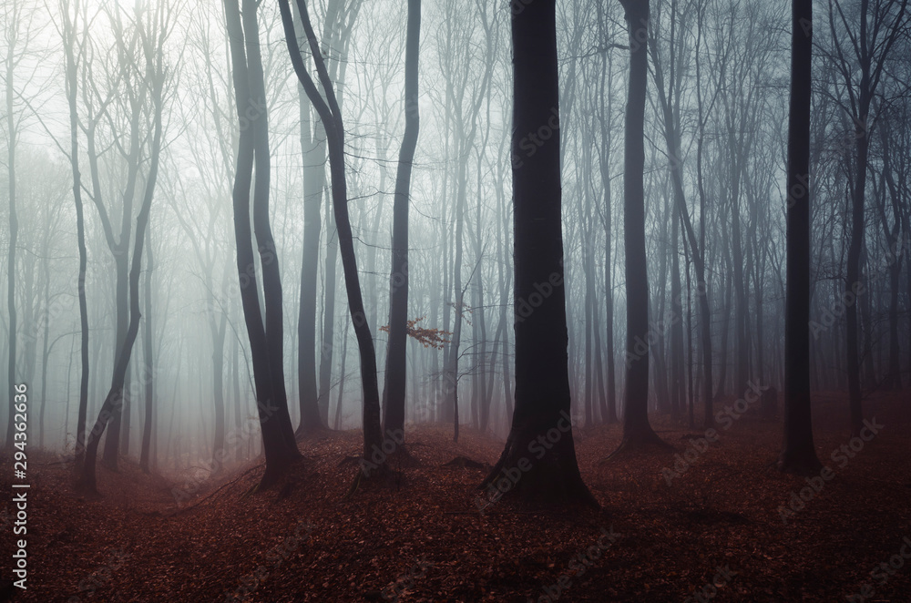 dark mysterious woods landscape, misty forest scenery - obrazy, fototapety, plakaty 