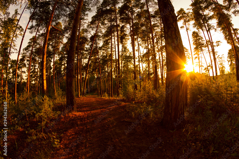 Obraz premium Pine forest with sun