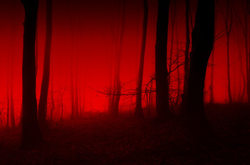 horror forest scene, red light in scary night landscape