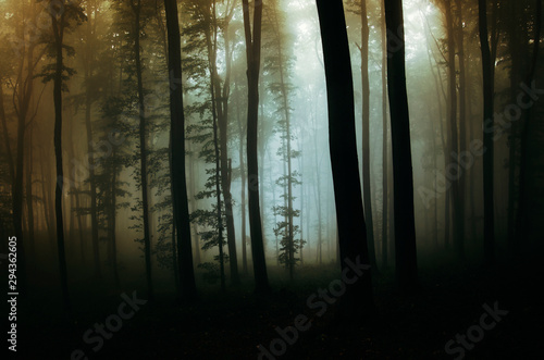 dark mysterious forest landscape  scary halloween background