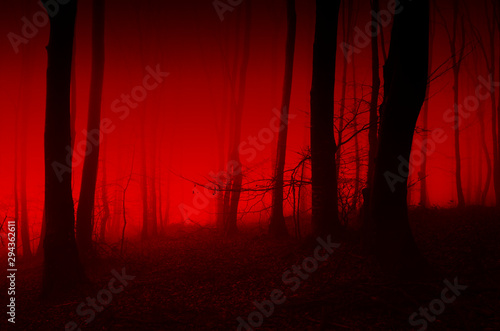 horror forest scene, red light in scary night landscape photo