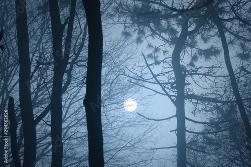 moon on the night sky seen from mysterious forest photo