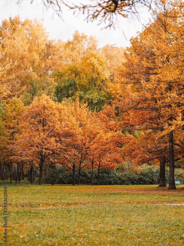 Beautiful autumn forest, Golden and red leaves, birches, maples Beautiful autumn forest, Golden and red leaves, birches, maples