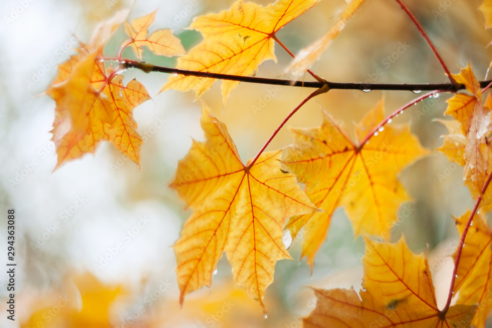 Maple branch with bright yellow leaves, wet from the last rain in October. Maple branch with bright yellow leaves, wet from the last rain in October.