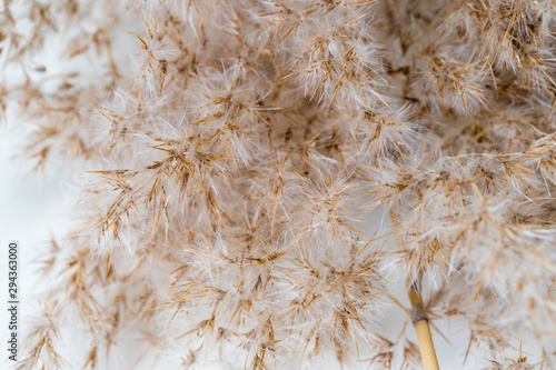 dry golden grass on a white background