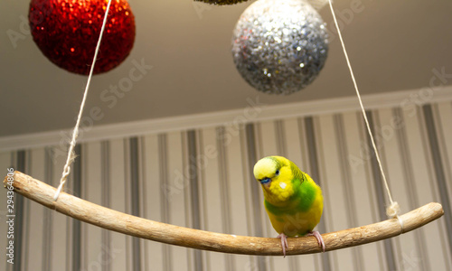 Yellow-green little parrot hanging on a stick