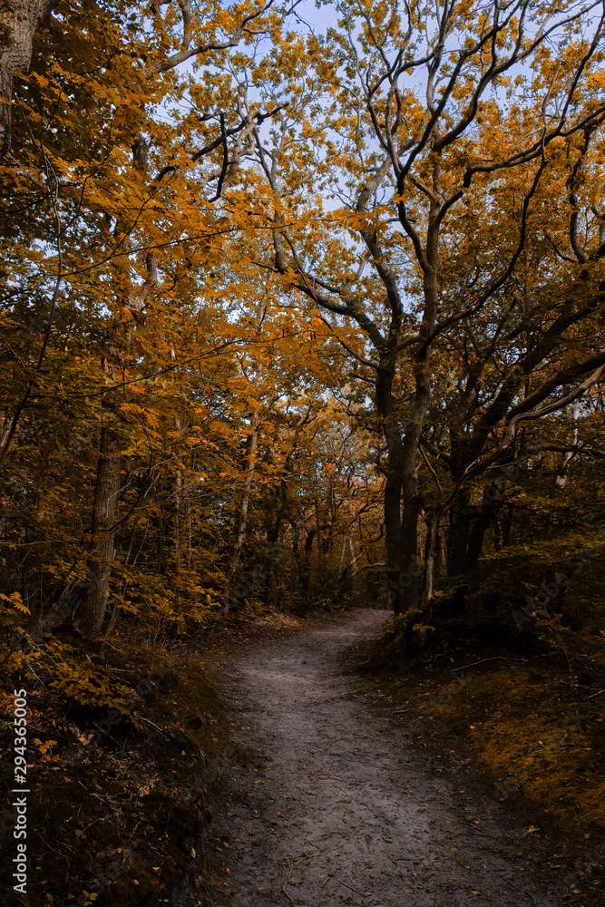 Obraz premium Sand trail leading through autumn forest
