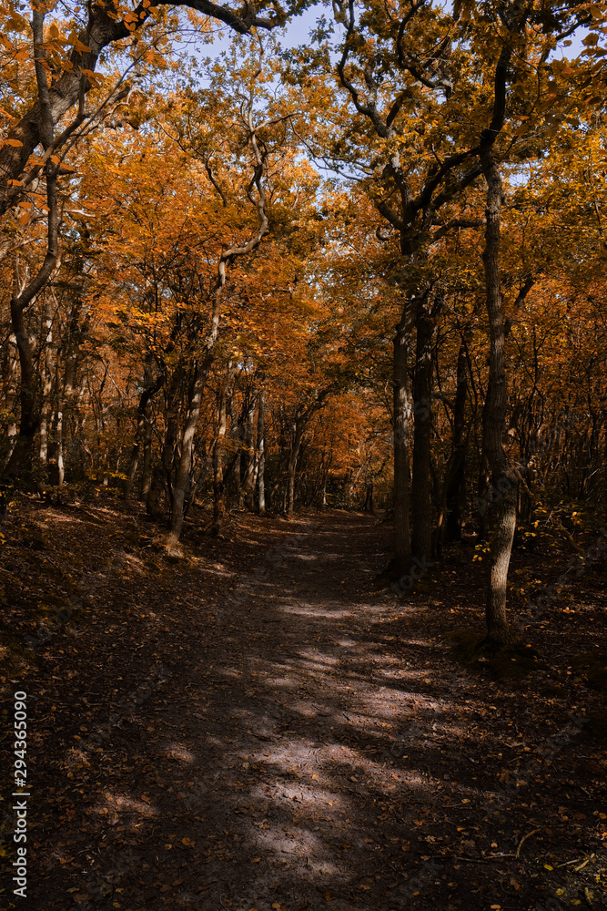 Sand trail leading through autumn forest with dead leaves on the path
