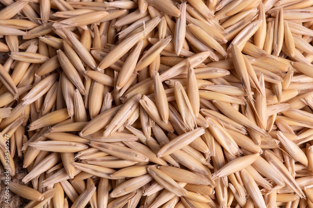 Background made of close-up top view on a group of oat seed Background made of close-up top view on a group of oat seed