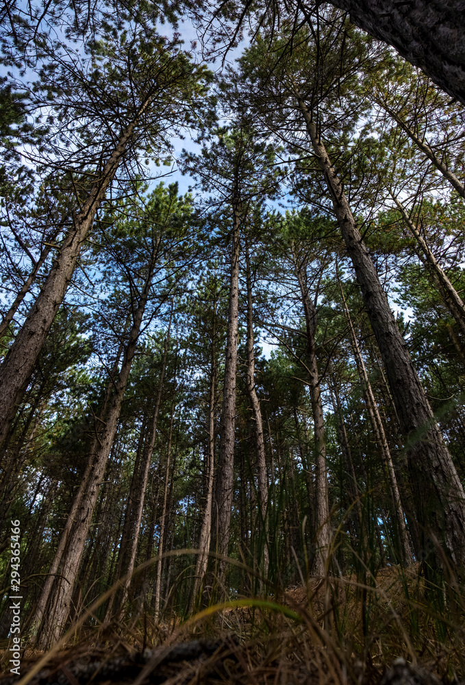 Panorama of tall pine trees in Bergen Noord-Holland Panorama of tall pine trees in Bergen Noord-Holland