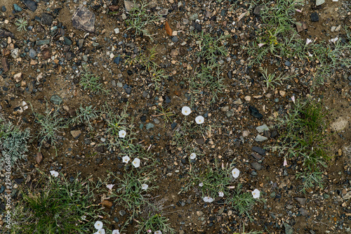 The texture of fine stone on the ground with grass and flowers. Background Image Macro Photography
