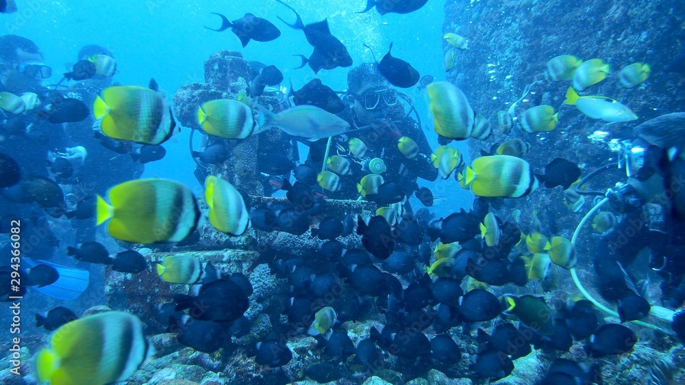 熱帯魚の群れ