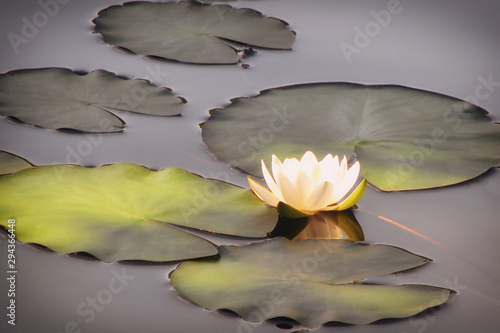 Fotografie, Obraz White water Lily flower in the pond