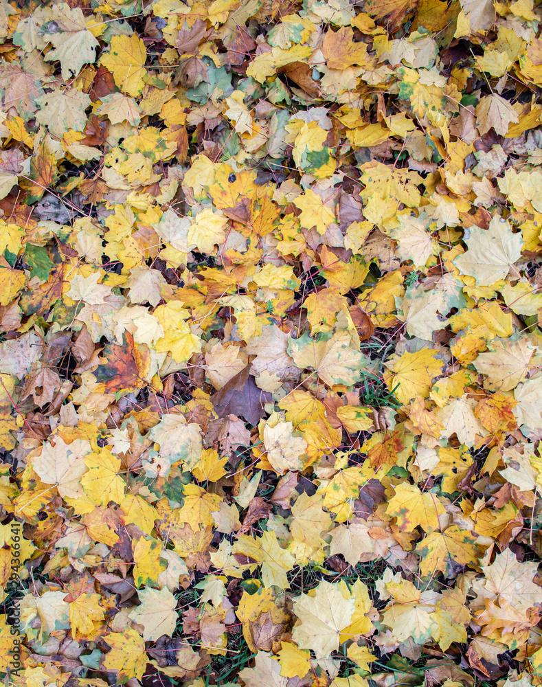 Yellow leaves. There is a place for your text. Free space. Can be used for background, banner, poster, etc. Yellow leaves. There is a place for your text. Free space. Can be used for background, banner, poster, etc.