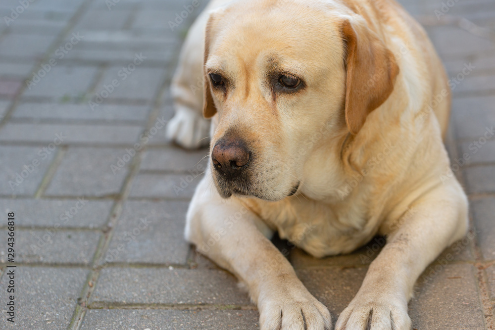 a light-haired labrodor dog with sad eyes is bored and waiting for his master in the courtyard of the house a light-haired labrodor dog with sad eyes is bored and waiting for his master in the courtyard of the house