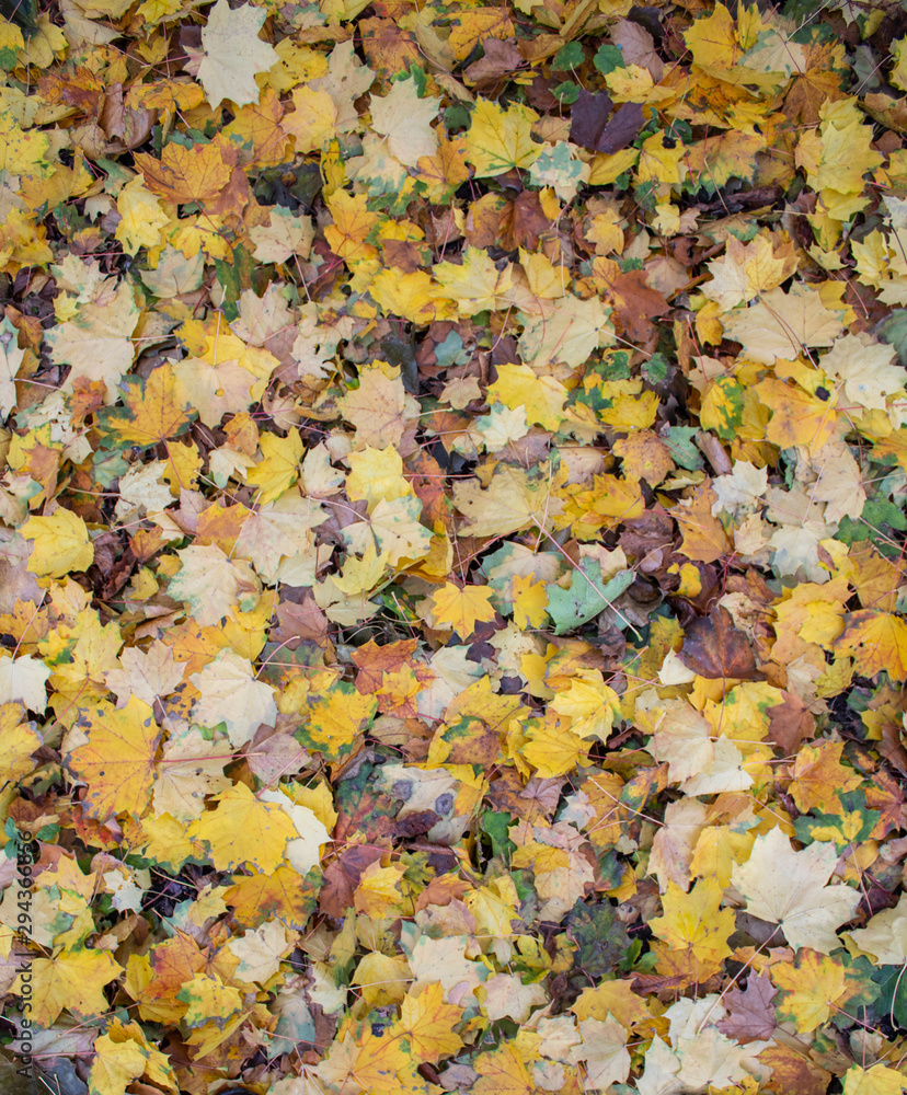 Yellow leaves. There is a place for your text. Free space. Can be used for background, banner, poster, etc. Yellow leaves. There is a place for your text. Free space. Can be used for background, banner, poster, etc.