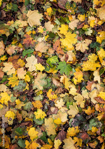 Yellow leaves. There is a place for your text. Free space. Can be used for background  banner  poster  etc.