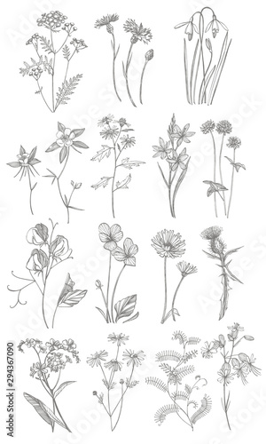 Collection of hand drawn flowers and herbs. Botanical plant illustration. Vintage medicinal herbs sketch set of ink hand drawn medical herbs and plants sketch